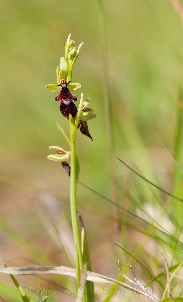 Vliegenorchis 2015 - 00.jpg